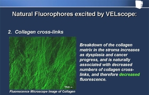collagen cross-links.jpg